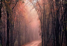 虎扑社区官网：[德甲]法兰克福遭遇本赛季德甲主场首败.